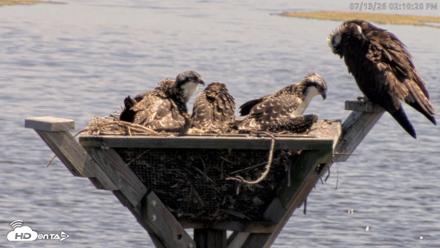 Blackwater Wildlife Refuge Osprey River Platform Live Cam - Jul 13, 2026, 2:11pm EDT