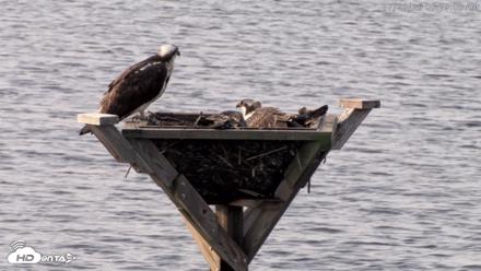 Blackwater Wildlife Refuge Osprey River Platform Live Cam - Jul 28, 2026, 8:29am EDT