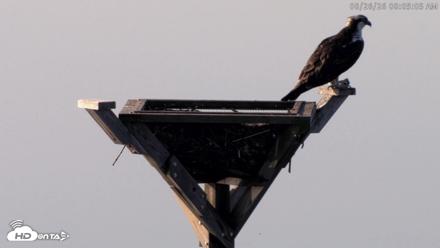 Blackwater Wildlife Refuge Osprey River Platform Live Cam - Aug 26, 2026, 8:05am EDT