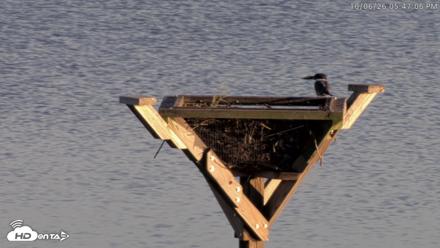 Blackwater Wildlife Refuge Osprey River Platform Live Cam - Oct 6, 2026, 5:47pm EDT
