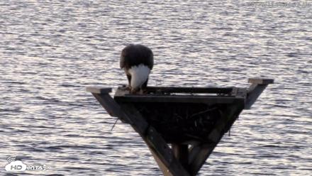 Blackwater Wildlife Refuge Osprey River Platform Live Cam - Oct 20, 2026, 7:10am EDT