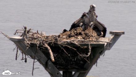 Blackwater Wildlife Refuge Osprey River Platform Live Cam - Jul 3, 2026, 1:49pm EDT