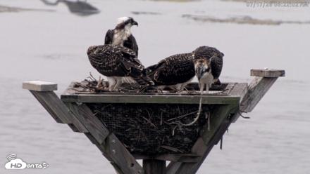 Blackwater Wildlife Refuge Osprey River Platform Live Cam - Jul 17, 2026, 6:24am EDT
