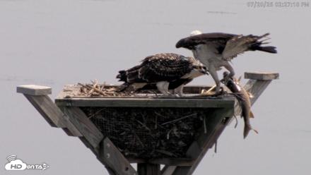 Blackwater Wildlife Refuge Osprey River Platform Live Cam - Jul 20, 2026, 2:28pm EDT