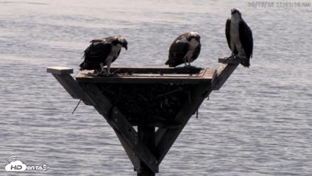 Blackwater Wildlife Refuge Osprey River Platform Live Cam - Aug 13, 2026, 11:41am EDT