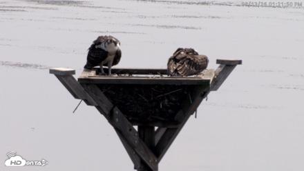 Blackwater Wildlife Refuge Osprey River Platform Live Cam - Aug 12, 2026, 1:22pm EDT