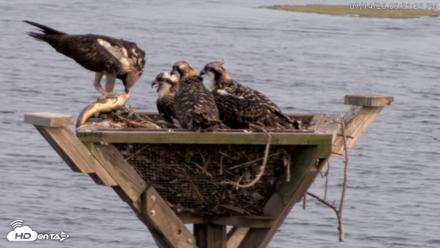 Blackwater Wildlife Refuge Osprey River Platform Live Cam - Jul 14, 2026, 5:32pm EDT
