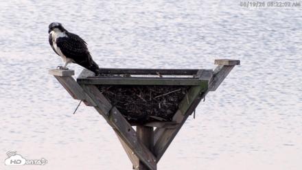 Blackwater Wildlife Refuge Osprey River Platform Live Cam - Aug 19, 2026, 6:22am EDT