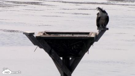 Blackwater Wildlife Refuge Osprey River Platform Live Cam - Aug 10, 2026, 11:28am EDT