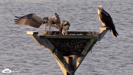 Blackwater Wildlife Refuge Osprey River Platform Live Cam - Jul 23, 2026, 7:22am EDT