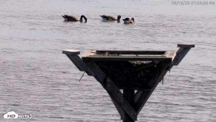Blackwater Wildlife Refuge Osprey River Platform Live Cam - Sep 16, 2026, 1:25pm EDT