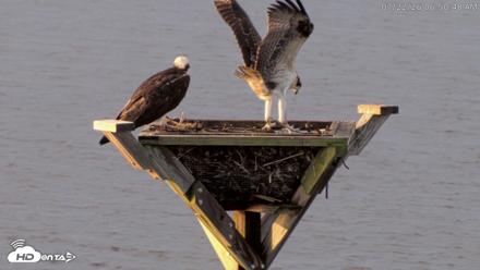 Blackwater Wildlife Refuge Osprey River Platform Live Cam - Jul 22, 2026, 6:51am EDT