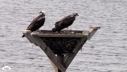 Blackwater Wildlife Refuge Osprey River Platform Live Cam - Jul 28, 2026, 8:49am EDT