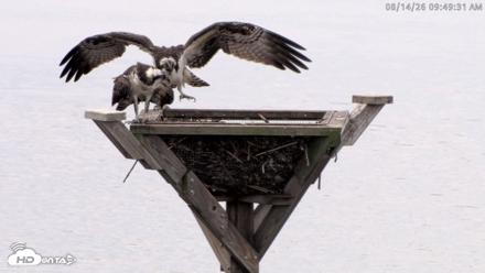 Blackwater Wildlife Refuge Osprey River Platform Live Cam - Aug 14, 2026, 9:50am EDT
