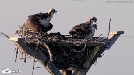 Blackwater Wildlife Refuge Osprey River Platform Live Cam - Jul 4, 2026, 7:31am EDT