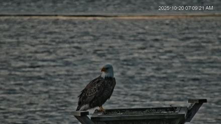 Blackwater Wildlife Refuge Osprey River Platform Live Cam - Oct 20, 2025, 7:10am EDT