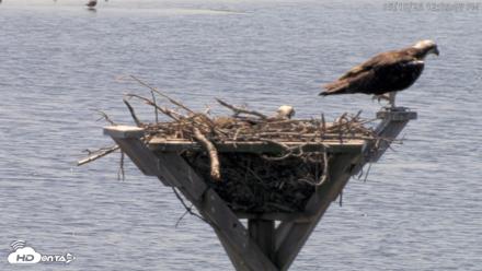 Blackwater Wildlife Refuge Osprey River Platform Live Cam - May 18, 2026, 12:05pm EDT