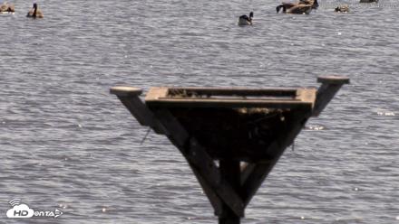 Blackwater Wildlife Refuge Osprey River Platform Live Cam - Oct 8, 2026, 12:13pm EDT