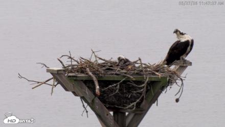 Blackwater Wildlife Refuge Osprey River Platform Live Cam - May 27, 2026, 11:48am EDT