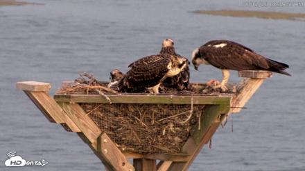 Blackwater Wildlife Refuge Osprey River Platform Live Cam - Jul 12, 2026, 8:40pm EDT