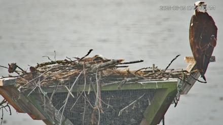 Blackwater Wildlife Refuge Osprey River Platform Live Cam - Jun 5, 2025, 7:52am EDT