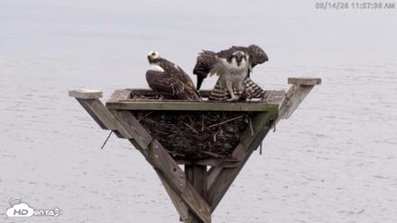 Blackwater Wildlife Refuge Osprey River Platform Live Cam - Aug 14, 2026, 11:58am EDT