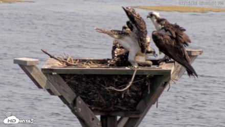 Blackwater Wildlife Refuge Osprey River Platform Live Cam - Jul 15, 2026, 3:00pm EDT