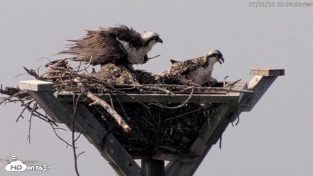 Blackwater Wildlife Refuge Osprey River Platform Live Cam - Jul 5, 2026, 9:37am EDT