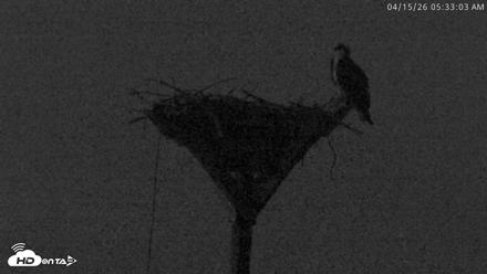 Blackwater Wildlife Refuge Osprey River Platform Live Cam - Apr 15, 2026, 5:33am EDT