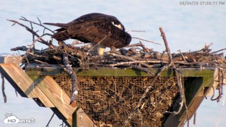 Blackwater Wildlife Refuge Osprey River Platform Live Cam - Jun 4, 2026, 7:58pm EDT