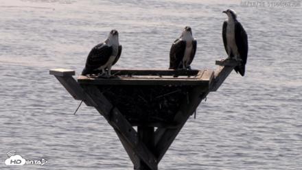 Blackwater Wildlife Refuge Osprey River Platform Live Cam - Aug 13, 2026, 11:45am EDT