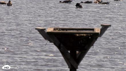 Blackwater Wildlife Refuge Osprey River Platform Live Cam - Oct 8, 2026, 12:13pm EDT