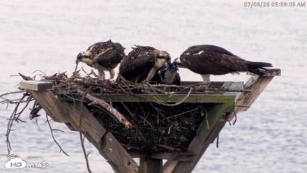 Blackwater Wildlife Refuge Osprey River Platform Live Cam - Jul 6, 2026, 5:59am EDT