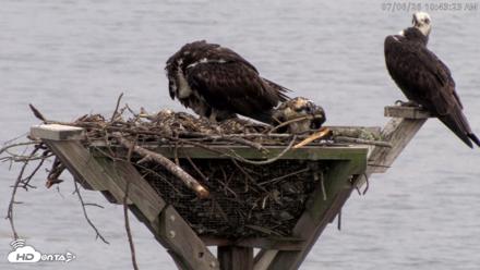 Blackwater Wildlife Refuge Osprey River Platform Live Cam - Jul 6, 2026, 10:44am EDT