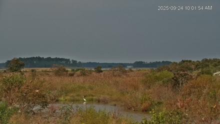 Blackwater Wildlife Refuge Osprey River Platform Live Cam - Sep 24, 2025, 10:02am EDT