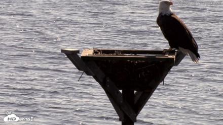 Blackwater Wildlife Refuge Osprey River Platform Live Cam - Oct 23, 2026, 12:09pm EDT