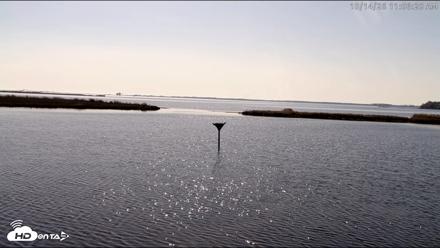 Blackwater Wildlife Refuge Osprey River Platform Live Cam - Oct 14, 2026, 11:07am EDT