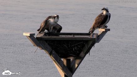 Blackwater Wildlife Refuge Osprey River Platform Live Cam - Aug 9, 2026, 7:38am EDT