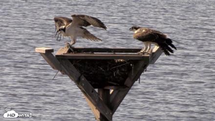 Blackwater Wildlife Refuge Osprey River Platform Live Cam - Aug 21, 2026, 9:24am EDT