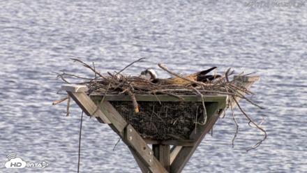 Blackwater Wildlife Refuge Osprey River Platform Live Cam - Apr 17, 2026, 4:12pm EDT