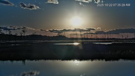 Blackwater Wildlife Refuge Osprey River Platform Live Cam - Oct 22, 2025, 7:38am EDT