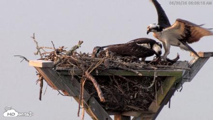 Blackwater Wildlife Refuge Osprey River Platform Live Cam - Jun 30, 2026, 6:06am EDT