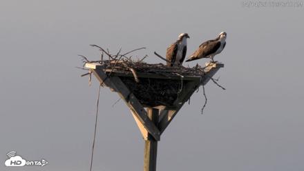 Blackwater Wildlife Refuge Osprey River Platform Live Cam - Apr 14, 2026, 7:39am EDT