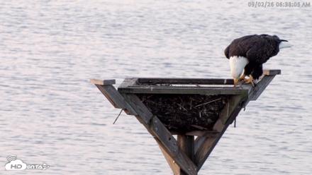 Blackwater Wildlife Refuge Osprey River Platform Live Cam - Sep 2, 2026, 6:38am EDT