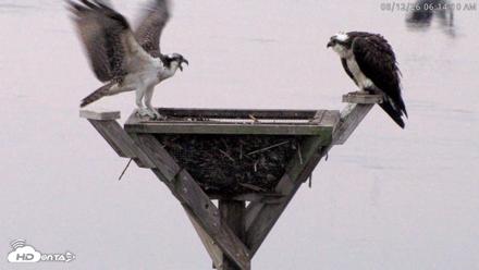 Blackwater Wildlife Refuge Osprey River Platform Live Cam - Aug 12, 2026, 6:15am EDT