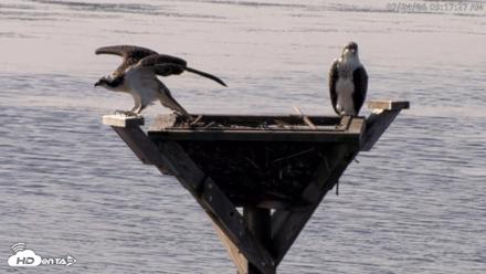 Blackwater Wildlife Refuge Osprey River Platform Live Cam - Jul 24, 2026, 9:18am EDT