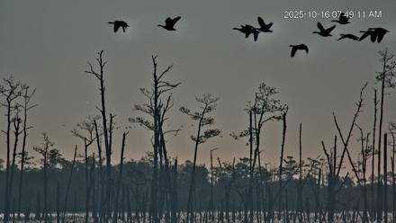 Blackwater Wildlife Refuge Osprey River Platform Live Cam - Oct 16, 2025, 7:50am EDT