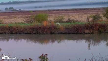 Blackwater Wildlife Refuge Osprey River Platform Live Cam - Oct 26, 2026, 7:16am EDT