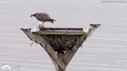 Blackwater Wildlife Refuge Osprey River Platform Live Cam - Aug 22, 2026, 12:00pm EDT