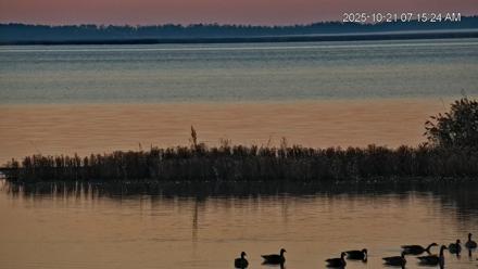 Blackwater Wildlife Refuge Osprey River Platform Live Cam - Oct 21, 2025, 7:18am EDT